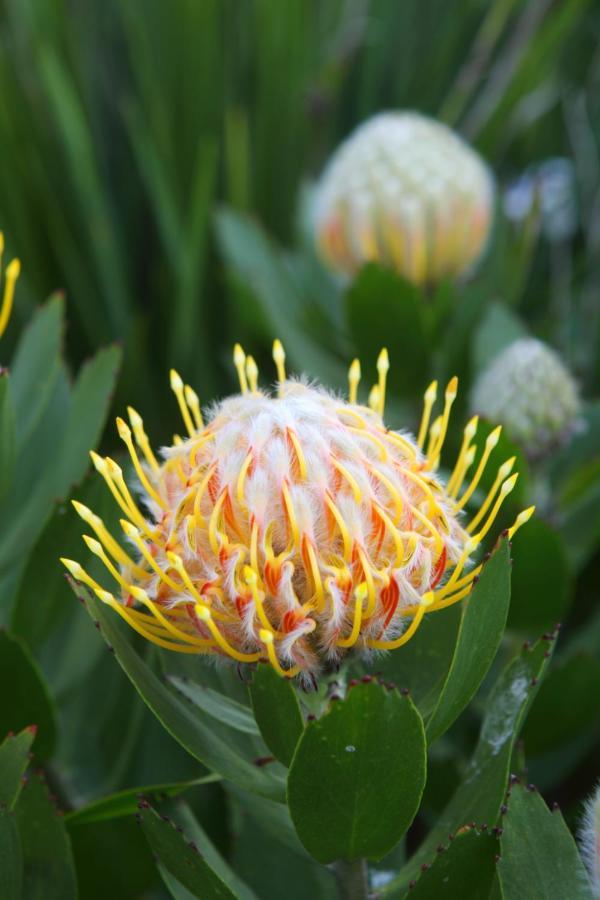 Buffelsdam Country House Kurland ภายนอก รูปภาพ